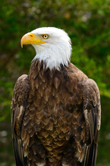 Intense stare of a bald eagle standing in the sun in a forest