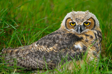 Relaxed eyes of a sleepy Great Horned Owl lying in the grass in spring