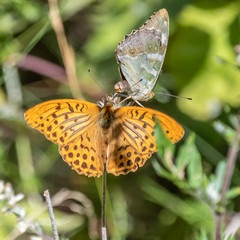 Papillon sur une fleur