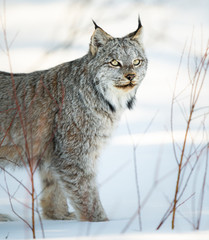 Canadian lynx in the wild