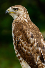 Side view of a young Red Tailed Hawk standing in a forest in Ontario Canada
