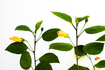 Obraz premium isolated yellow hibiscus flower buds detail
