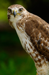 Perched Red Tailed Hawk staring at the camera in a forest in Ontario Canada