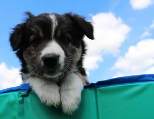 Low angle closeup shot of a cute black puppy © Bianca Grüneberg/Wirestock
