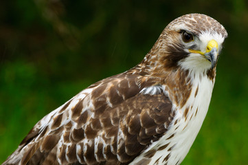 Close up of a Red Tailed Hawk in a forest in the rain