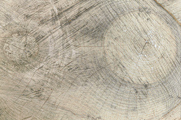 abstract background of cross section of a sawn tree with annual rings close up