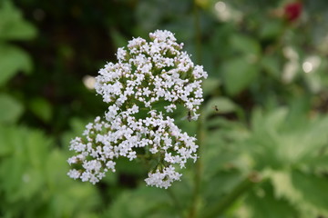 Dzika łąka - spacer wśród natury © Anna