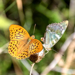 Papillon sur une fleur