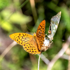 Papillon sur une fleur