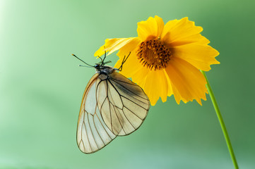 The butterfly Aporia crataegi butterflyrus sits on a summer morning on a yellow flower