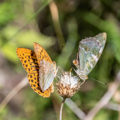 Papillon sur une fleur