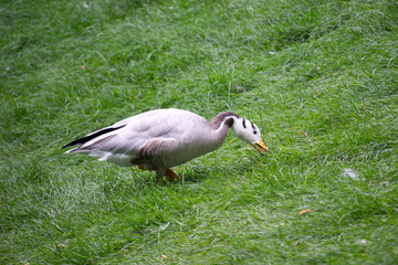 Wild goose standing on green grass in the countryside