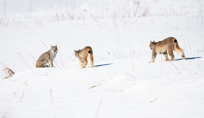 Canadian lynx in the wild