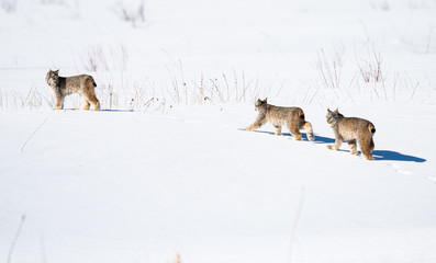Canadian lynx in the wild