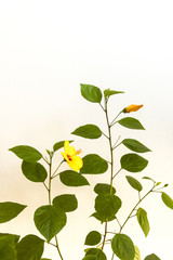 isolated yellow blooming hibiscus flower and bud detail