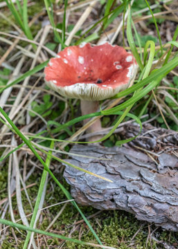 champignon