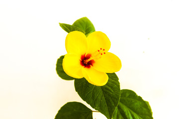 isolated yellow blooming hibiscus flower detail