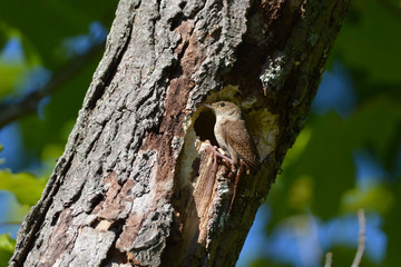 House Wren perched at opening to nest in a tree