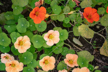 Nasturtium flowers in different shades of orange.