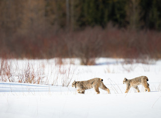 Canadian lynx in the wild