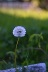 single white dandelion flower on green background