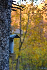 birdhouse on a tree in the woods