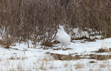 Rock Ptarmigan  near Hudson bay Canada