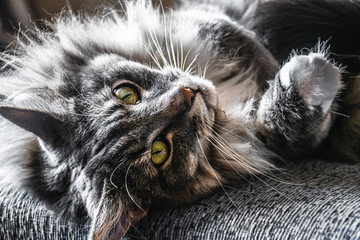 Adorable norwegian forest cat looking at the camera.