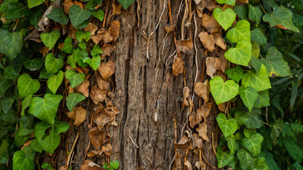 Árbol