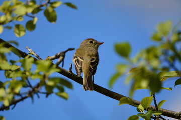 Least Flycatcher perched on a branch