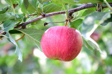 Leckere reife rote Äpfel am Apfelbaum - Apfelernte im Herbst in Südtirol