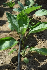 Bakłażan sadzonka w szklarni