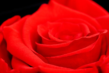 close up red rose