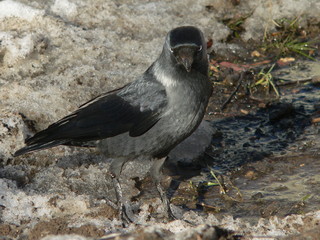 Obraz premium Western jackdaw (Coloeus monedula), also known as the Eurasian jackdaw, the European jackdaw, or simply the jackdaw