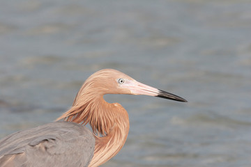 Reddish egret in Florida Marsh