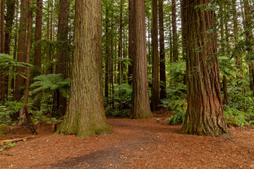 Redwood Forest, Rotorua, New Zealand 