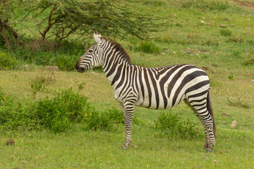 Fototapeta na wymiar Common Zebra in the Serengeti National Park 
