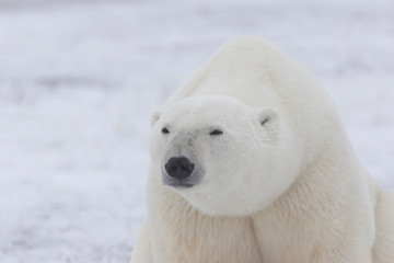 Fototapeta na wymiar Adult Polar Bear in Sub-arctic region of Hudson Bay Canada