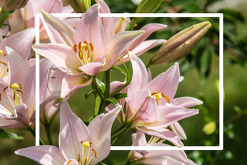 Rectangular white frame on the background of pink lilies that make up the composition . Natural Botanical background