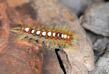 Leucoma salicis, the white satin moth or satin moth larva	
