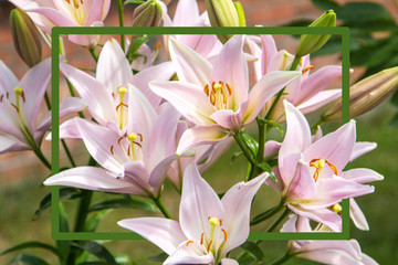 Obraz na płótnie Canvas A rectangular frame of green color against the background of pink lilies that make up the composition . Natural Botanical background. Horizontal orientation.