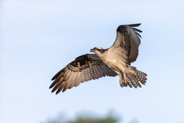 Beautiful Osprey on Blue Cypress Lake, Vero Beach Florida
