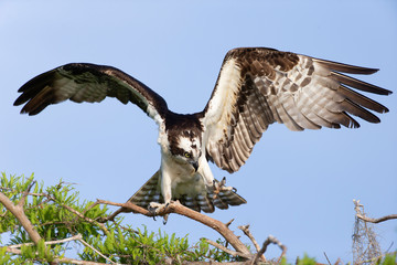 Beautiful Osprey on Blue Cypress Lake, Vero Beach Florida
