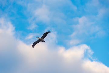 Pelican flying in a blue sky off the coast of the Colombian Pacific Ocean