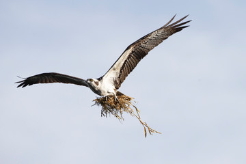 Beautiful Osprey on Blue Cypress Lake, Vero Beach Florida
