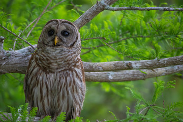 Barred Owl in Tree in Florida