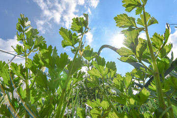 Parsley growing in the garden.