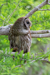 Barred Owl in Tree in Florida