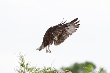 Beautiful Osprey on Blue Cypress Lake, Vero Beach Florida
