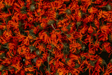 Medicinal herbal dried plants marigold, orange calendula. High quality photo